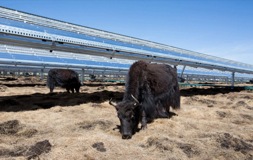 Apple richtet einen 300-Millionen-Dollar-Fonds für den Bau von Solarenergie in China ein
